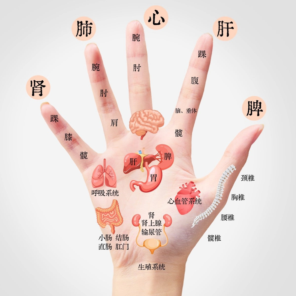 [Tik Tok Hot Style] Finger Massager Roller Massage Clip Hand Joint Meridian Dredging and Scraping Finger Handy Gadget - image 4